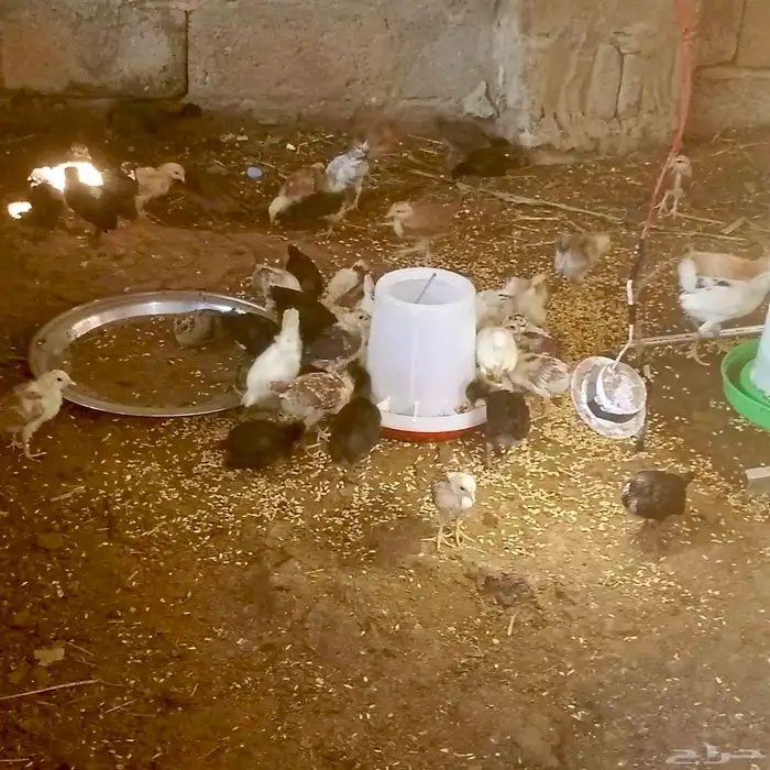 فروخ العمر شهر تقريبآ 6