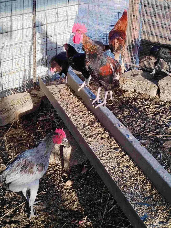 ديوك بلدي العمر تقريبا عشر اشهر ودجاج بلدي العدد 30 7