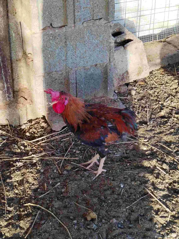 ديوك بلدي العمر تقريبا عشر اشهر ودجاج بلدي العدد 30 8