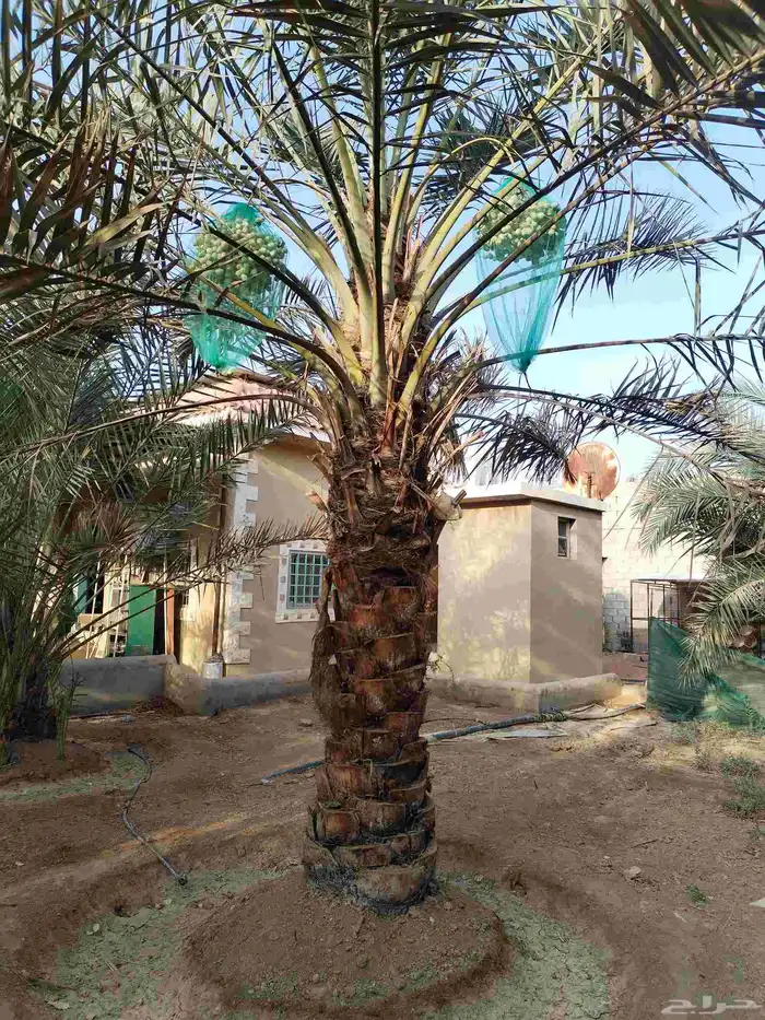 نخل واشنطونيا زينه نخيل مثمر 1