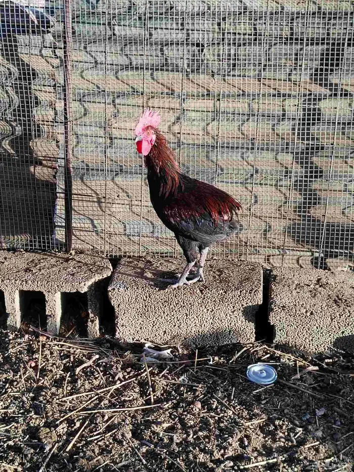 ديوك بلدي العمر تقريبا عشر اشهر ودجاج بلدي العدد 30 6