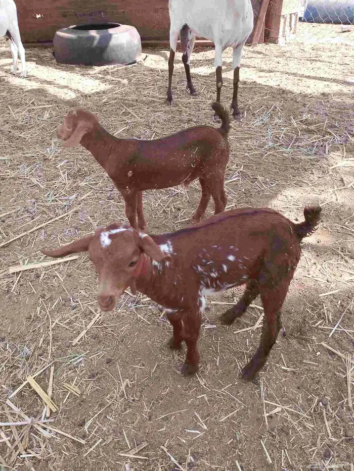 للبيع 2تيوس دهم 0