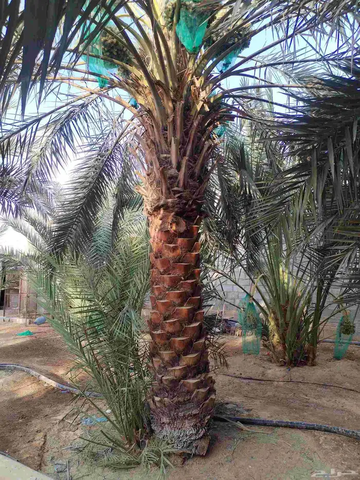 نخل واشنطونيا زينه نخيل مثمر 2