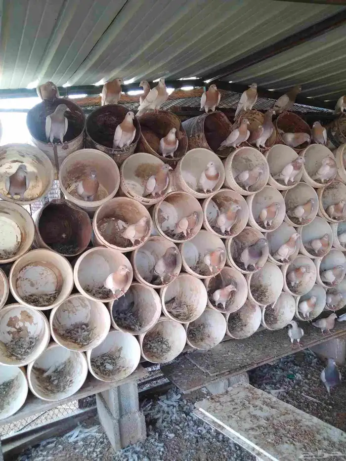 للبيع حمام 2