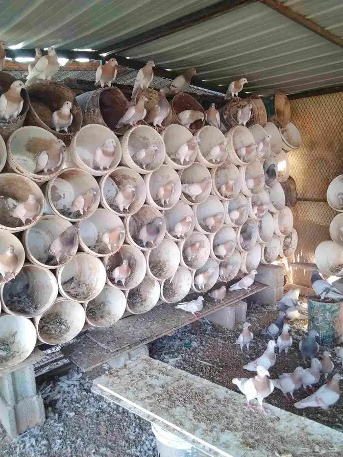 للبيع حمام 1