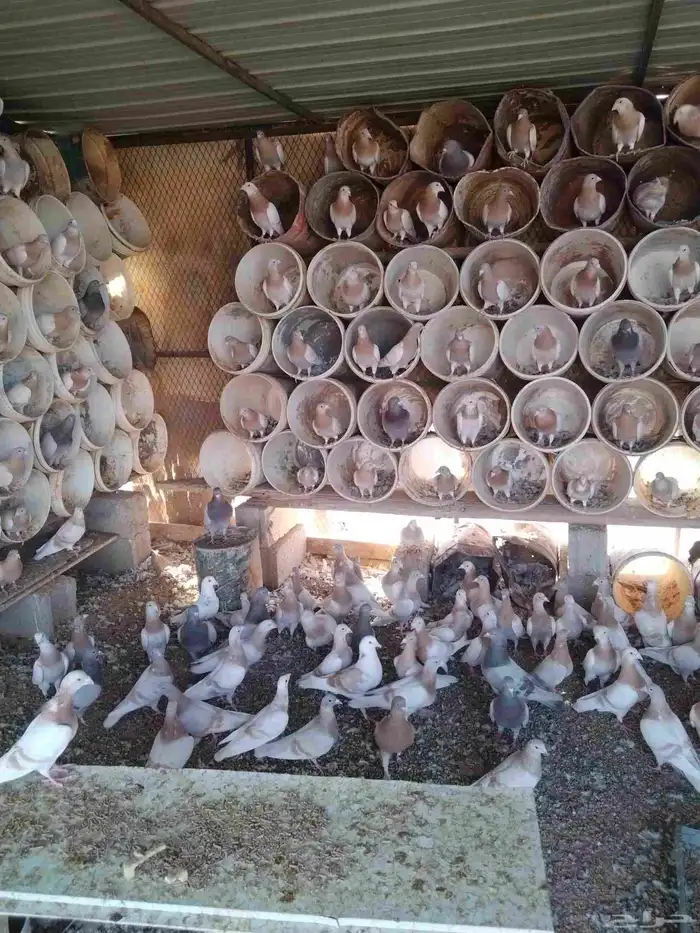 للبيع حمام 0