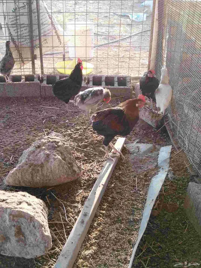 ديوك بلدي العمر تقريبا عشر اشهر ودجاج بلدي العدد 30 1