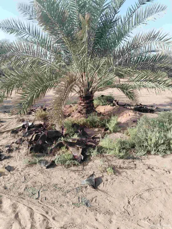 تكريب وتشذيب النخل 3