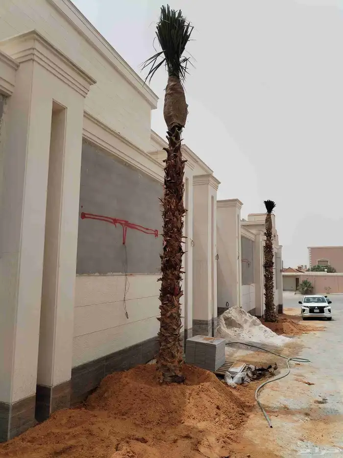 نخل واشنطونيا زينه نخيل مثمر 8