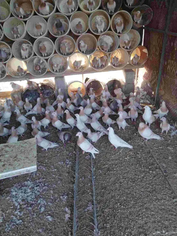 للبيع حمام 3