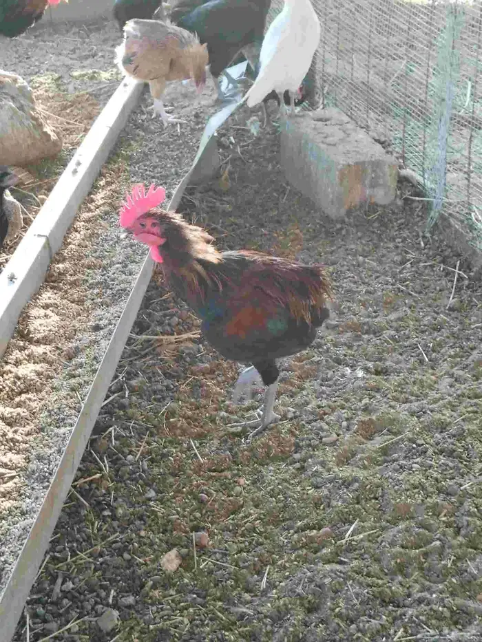 ديوك بلدي العمر تقريبا عشر اشهر ودجاج بلدي العدد 30 3