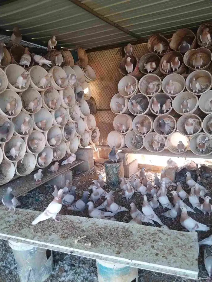 للبيع حمام 5