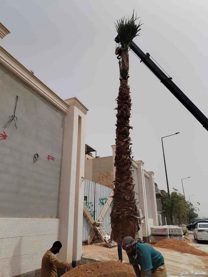 نخل واشنطونيا زينه نخيل مثمر 0