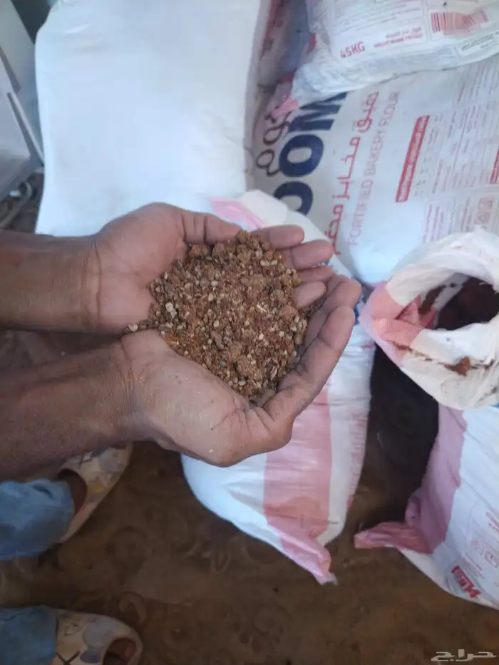 نواة التمر مطحون 3