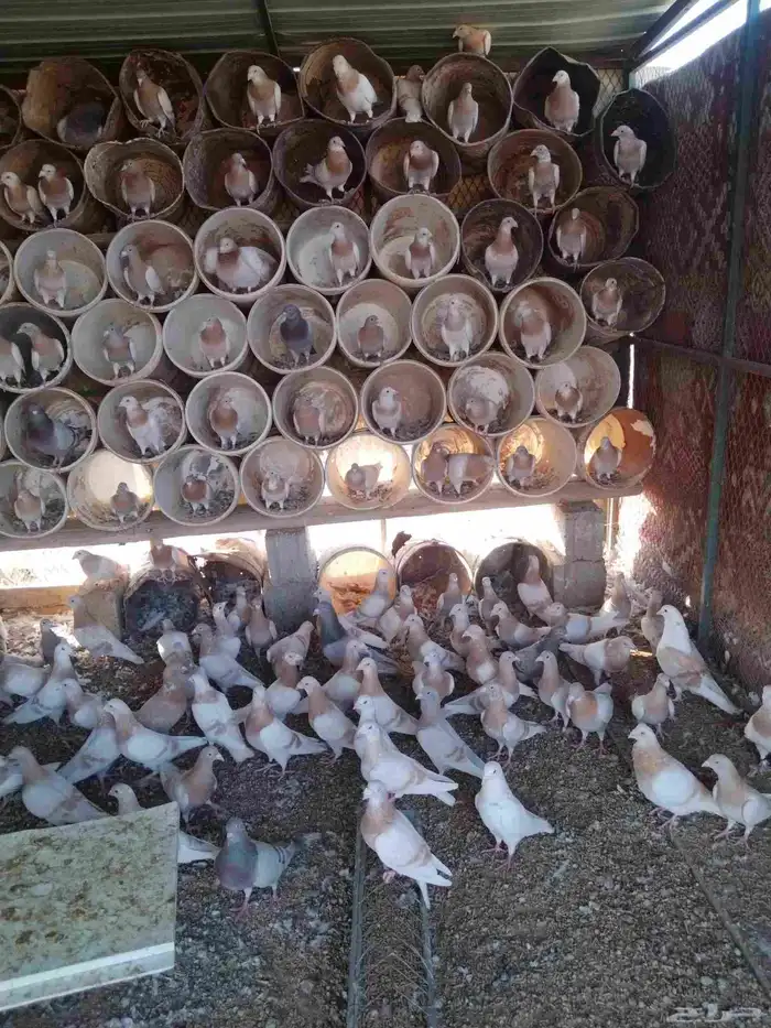 للبيع حمام 4