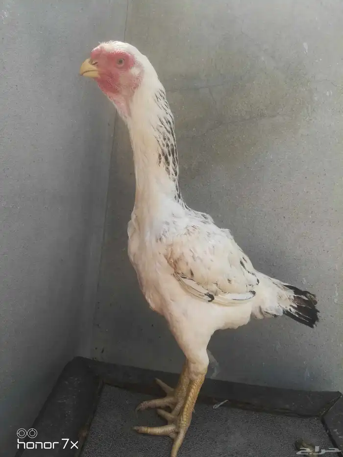 دجاج فارسي 1