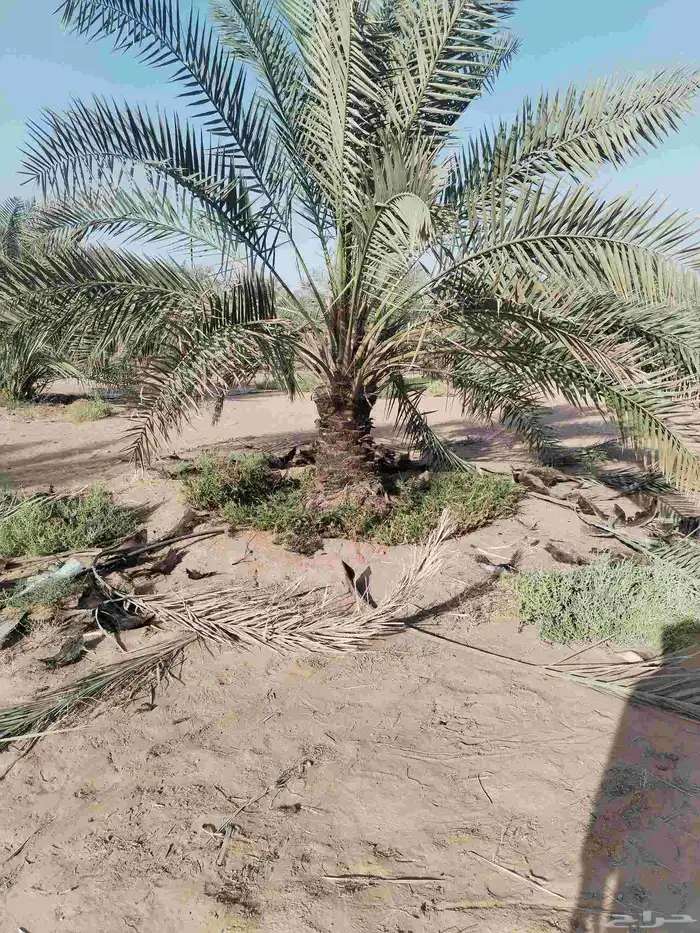 تكريب وتشذيب النخل 2