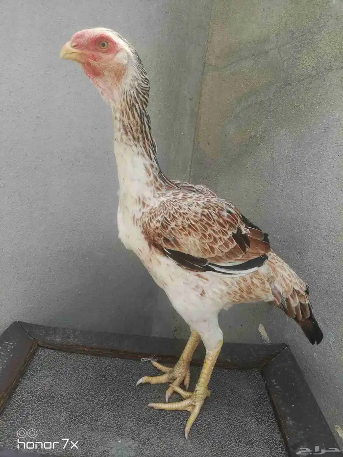 دجاج فارسي 2