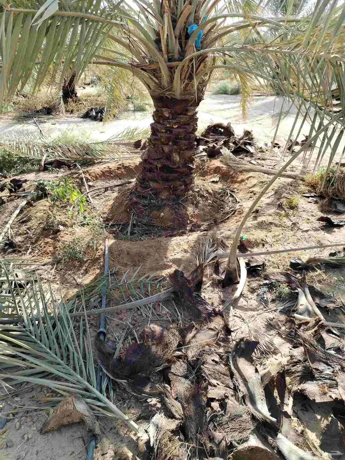 تكريب وتشذيب النخل 1