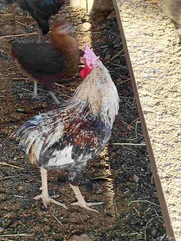 ديوك بلدي العمر تقريبا عشر اشهر ودجاج بلدي العدد 30 2