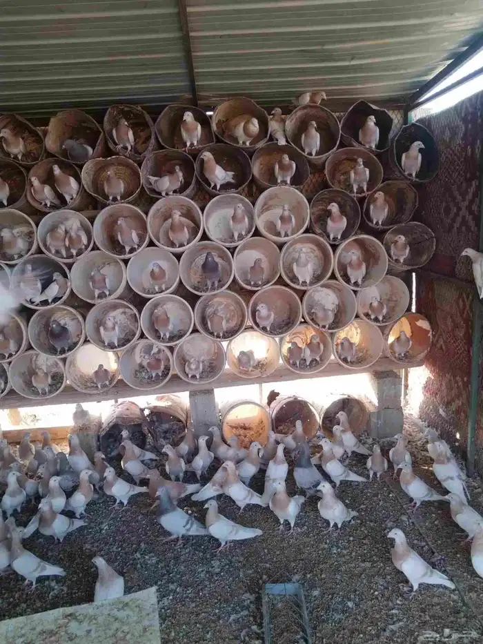 للبيع حمام 6