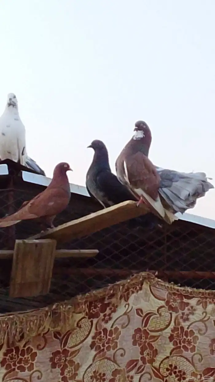 للبيع حمام هجين رقاص المجارده 8