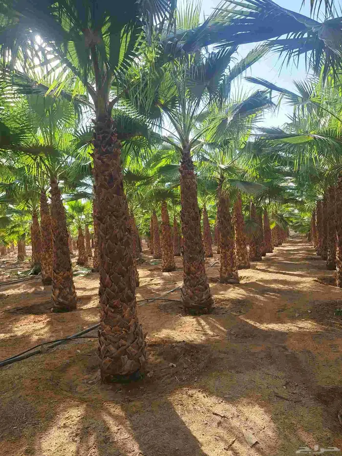 واشنطن زينه للبيع بجميع مقاساته لزينت الفلل والا ستراحات 8