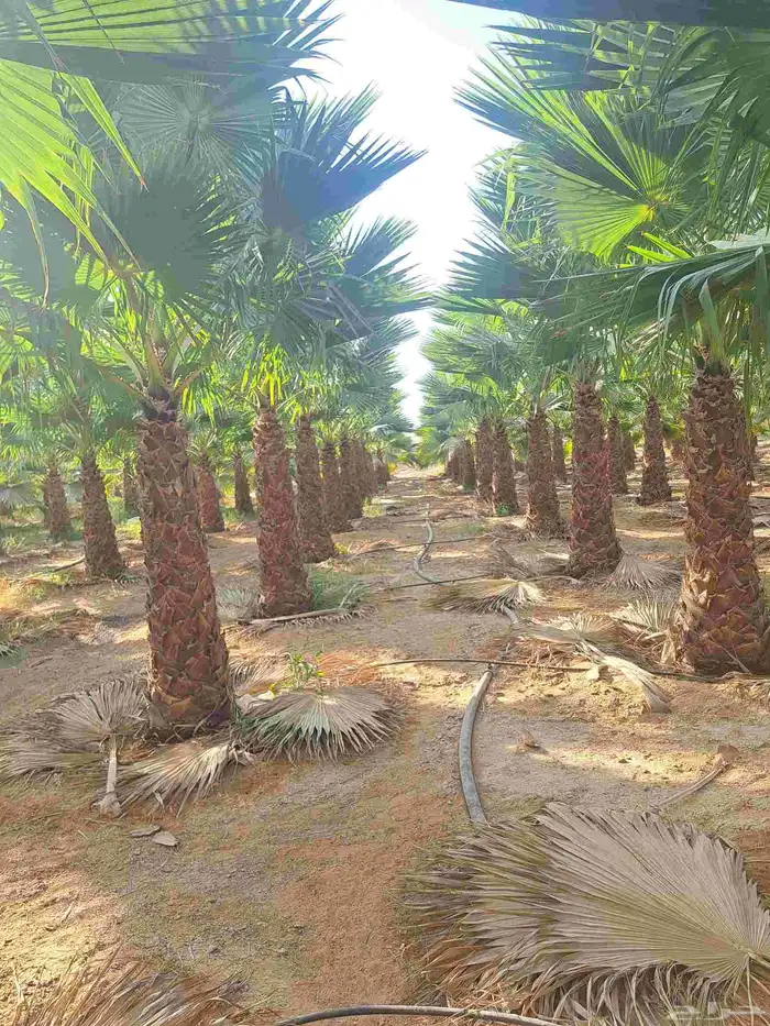 واشنطن زينه للبيع بجميع مقاساته لزينت الفلل والا ستراحات 4