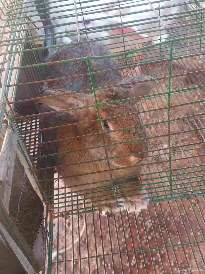 أرانب فلاندر حجم جامبو عملاق العدد مفتوح مع البطاريات 6