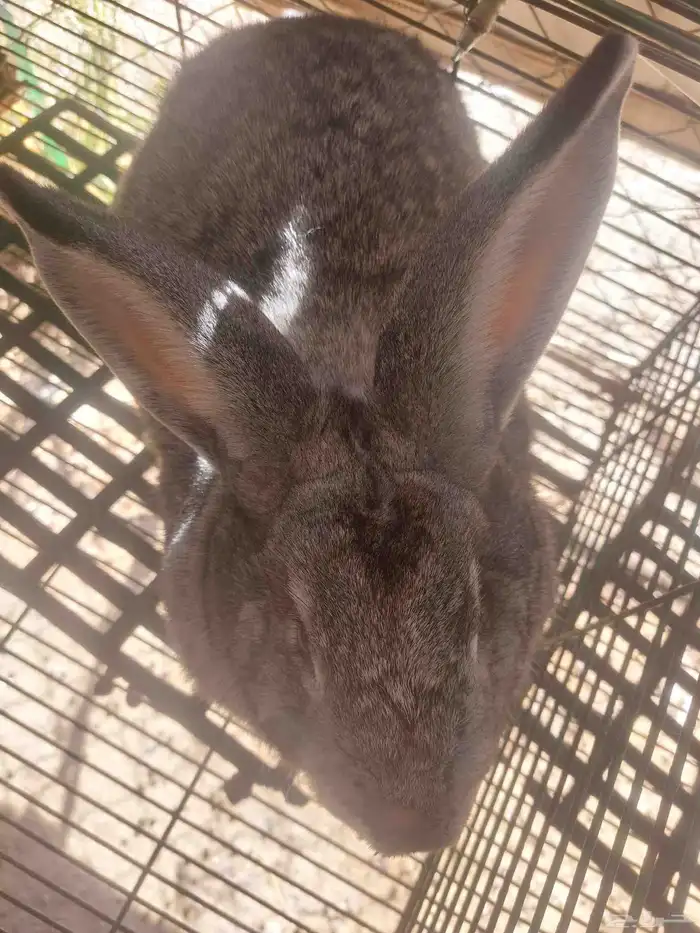 أرانب فلاندر حجم جامبو عملاق العدد مفتوح مع البطاريات 7