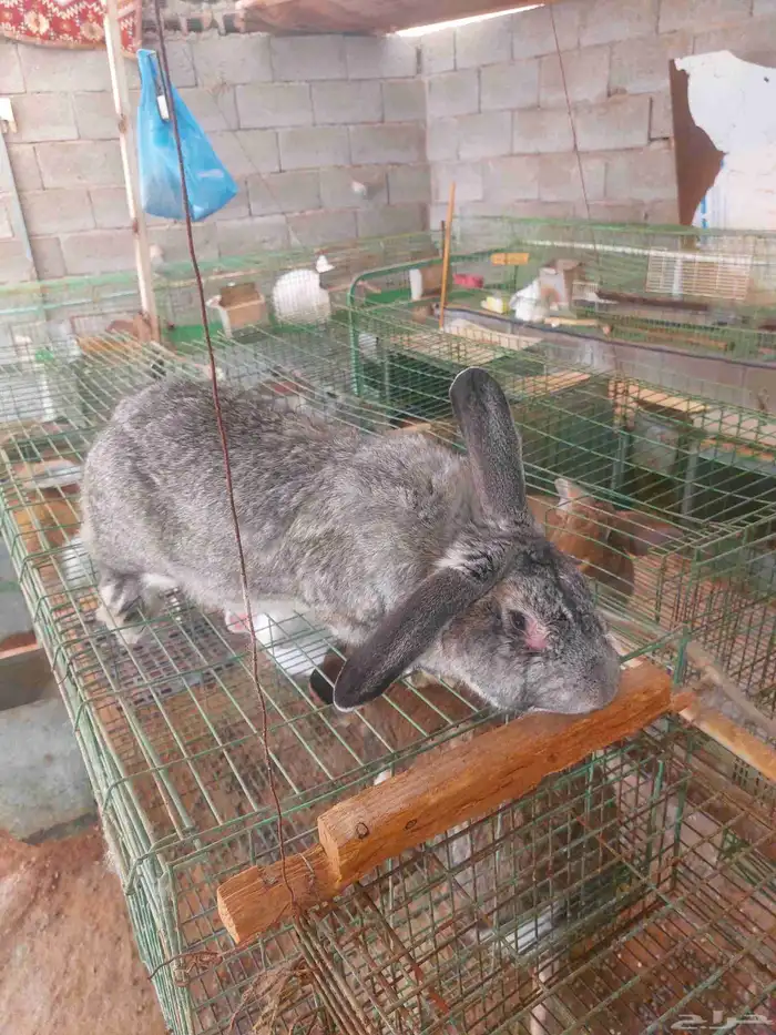 أرانب فلاندر حجم جامبو عملاق العدد مفتوح مع البطاريات 5