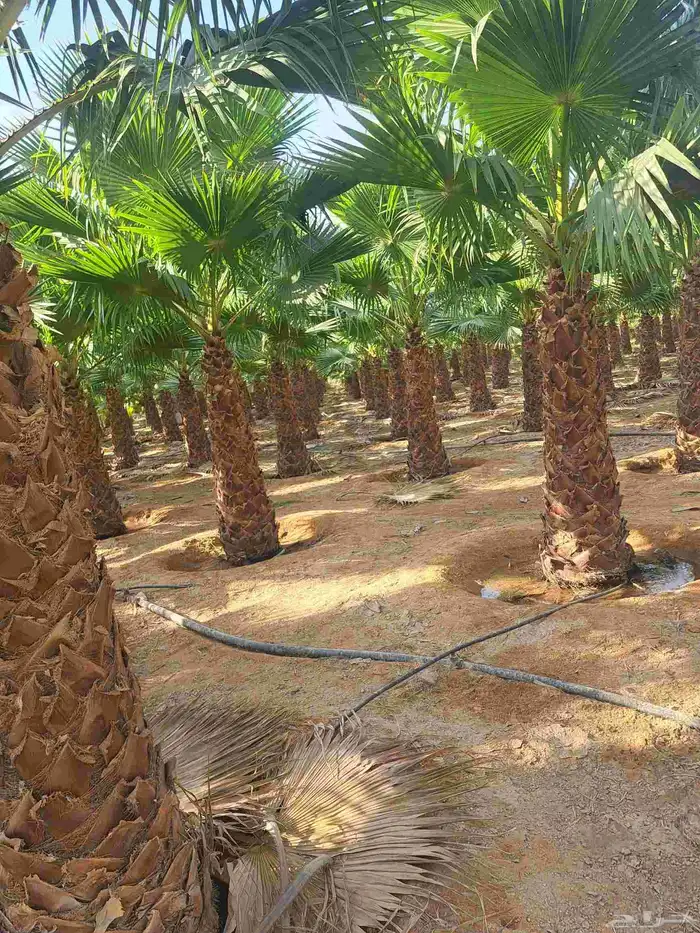 واشنطن زينه للبيع بجميع مقاساته لزينت الفلل والا ستراحات 6