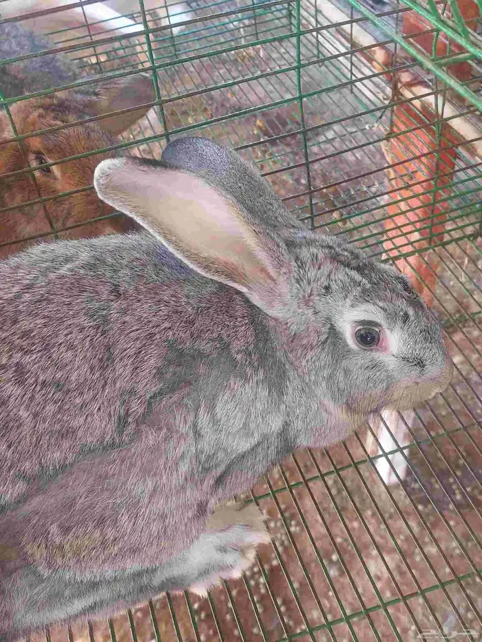 أرانب فلاندر حجم جامبو عملاق العدد مفتوح مع البطاريات 4