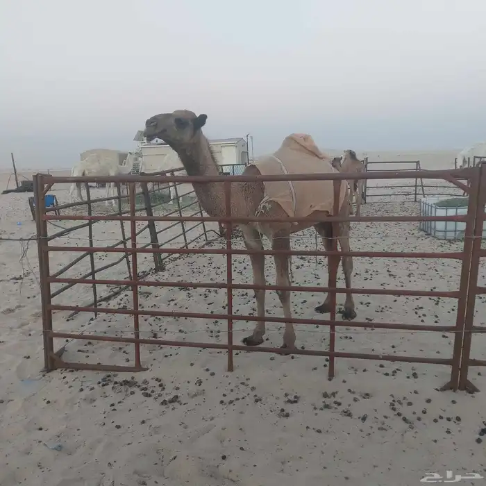 بكره مفروده صفرا 0