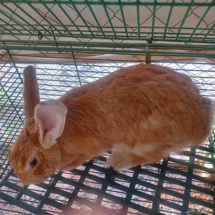 أرانب فلاندر حجم جامبو عملاق العدد مفتوح مع البطاريات 8