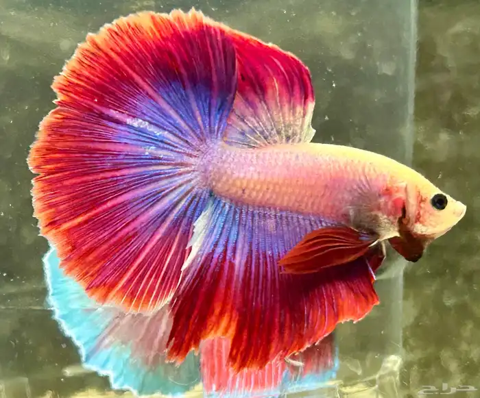 للبيع اسماك فايتر هاف مون عرض خاص السمك 15 1