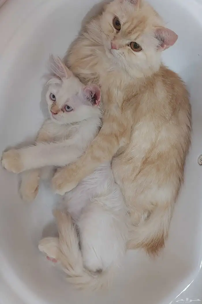 قطط شيرازي للتبني ابيض وبرتقالي كيتين قطط اليفه جدا واتس 4