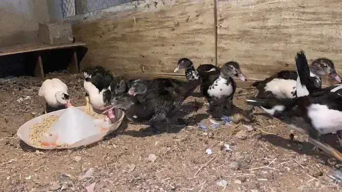 بط مصري فروخ 1