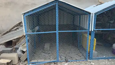 صندقه طيور index