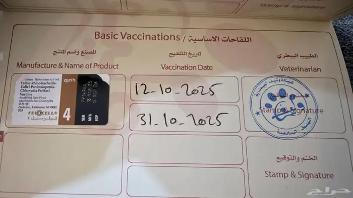 قطه سكوتش للبيع مع أغراضها 3