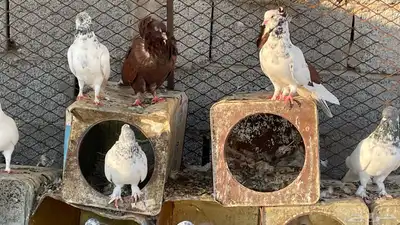 حمام بكستاني و بلجيكي index