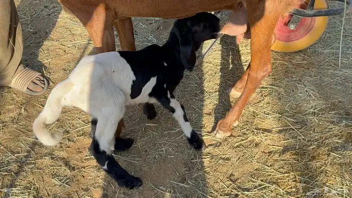 طلي داغور ساكني 4