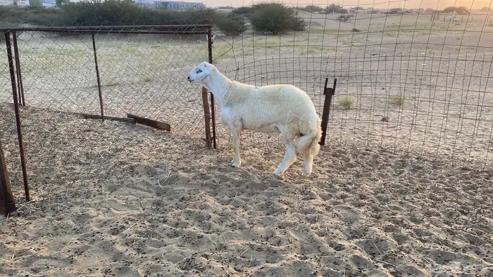 مشروع فحل حري 1