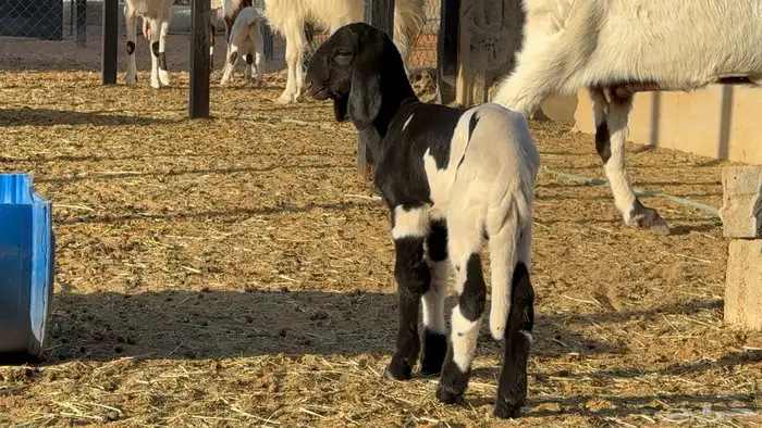 طلي داغور ساكني 7