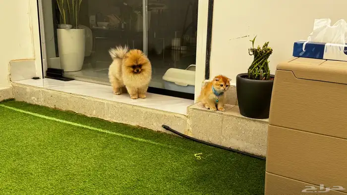 Pomeranian Puppy Teddy Face أنثى بومرينيان تيدي فيس 1