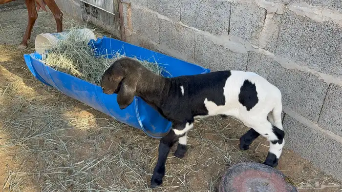 طلي داغور ساكني 2