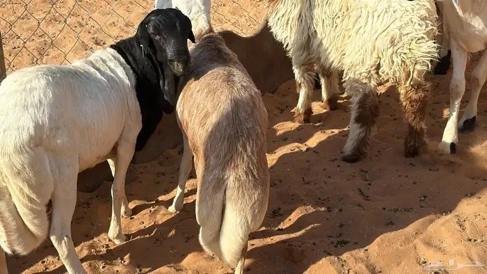 ذبايح ابو سعود مشروطة من كل شي 6