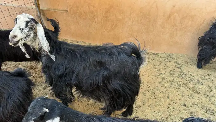 2 معزا عوارض للبيع 4