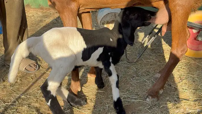 طلي داغور ساكني 5