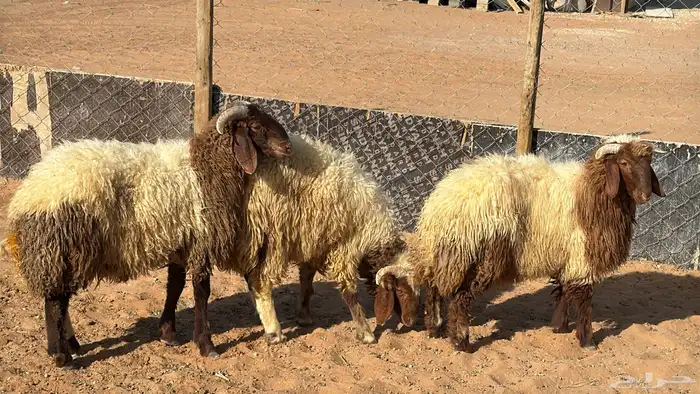 ذبايح ابو سعود مشروطة من كل شي 8